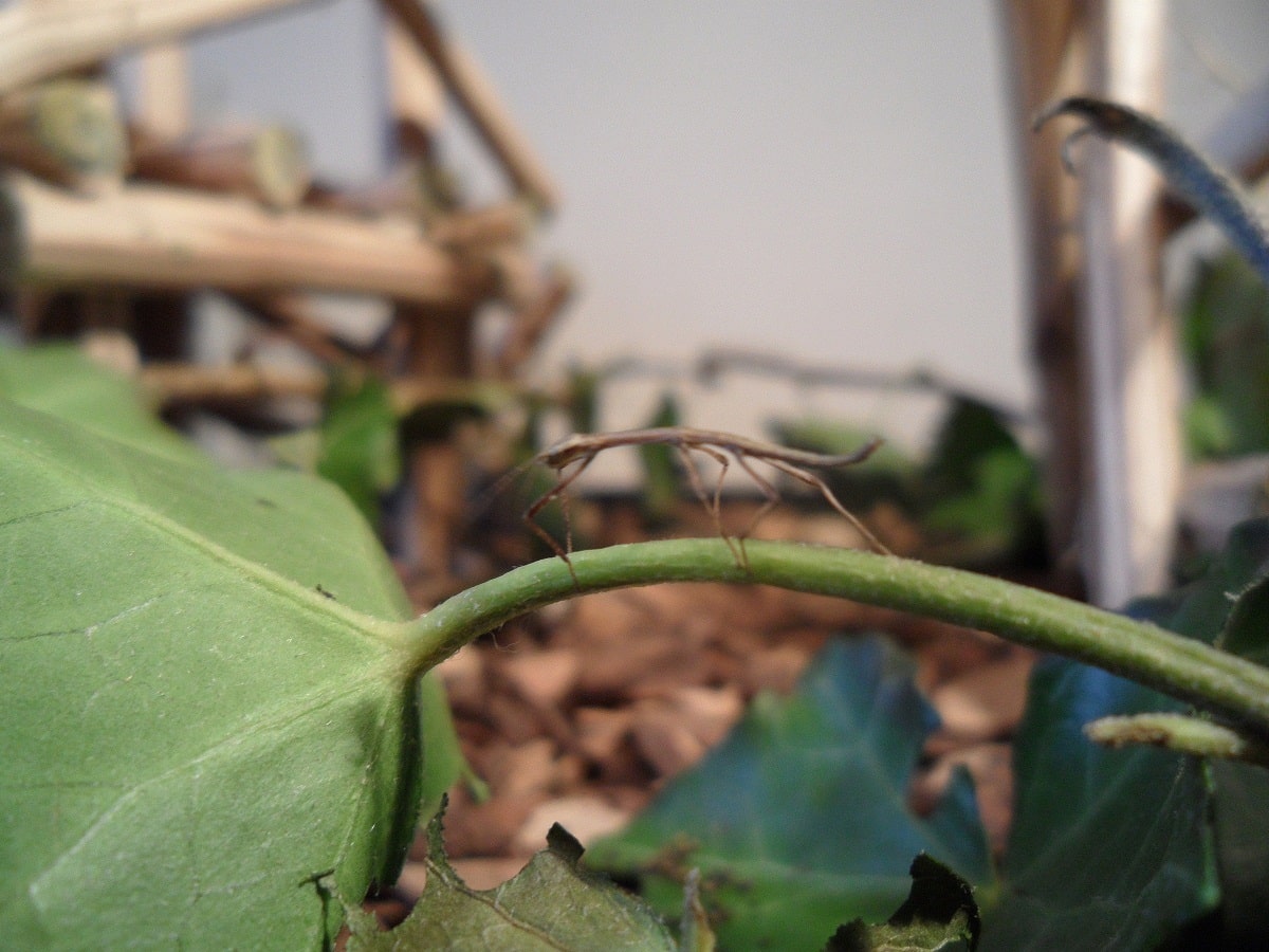 wandelende tak op blad